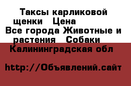 Таксы карликовой щенки › Цена ­ 20 000 - Все города Животные и растения » Собаки   . Калининградская обл.